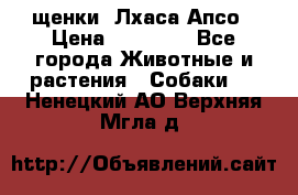 щенки  Лхаса Апсо › Цена ­ 20 000 - Все города Животные и растения » Собаки   . Ненецкий АО,Верхняя Мгла д.